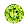 Gemstone Peridot